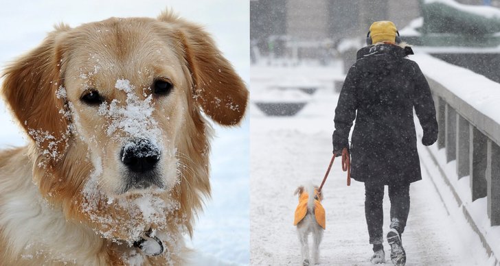 Vinter, Hund
